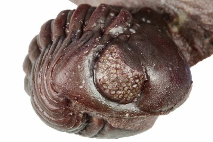Enrolled Red Austerops Trilobite - Hmar Laghdad, Morocco #322506